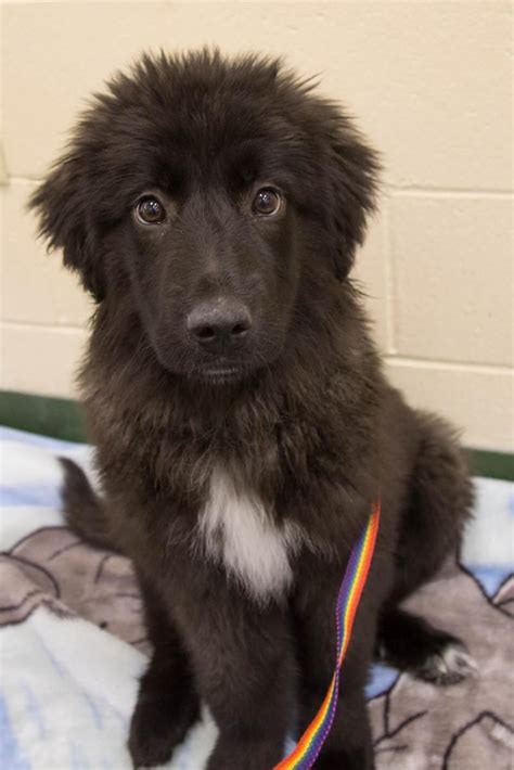 They could be found on farms herding sheep and are intelligent dogs. . Newfoundland border collie puppies